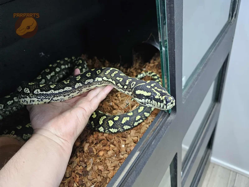 Diamond/Jungle, Zebra, Jag, Carpet Python