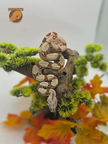 Pastel, Hypo, Boa