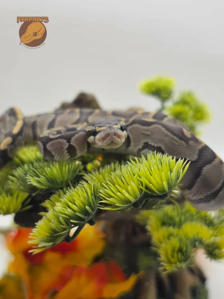 GHI, Hypo