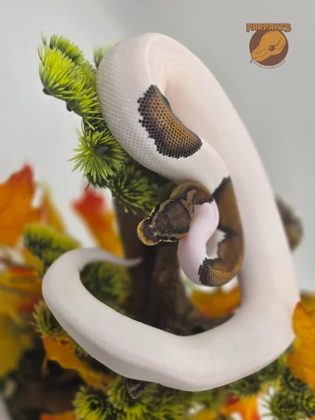 Nanny, Vanilla, Pied