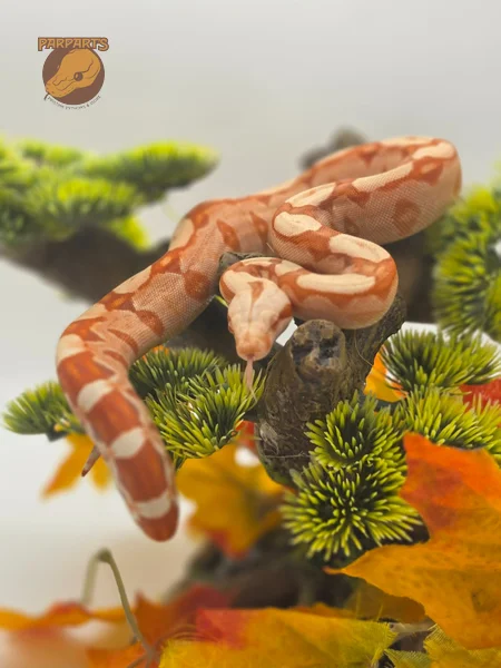 Albino (Khal), Hypo, Key West, Pastel, Boa