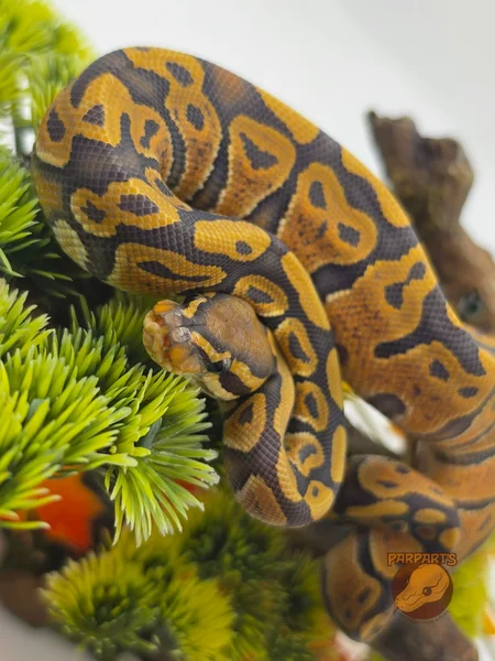 Disco, Hypo, 100% het Clown, 50% het Pied