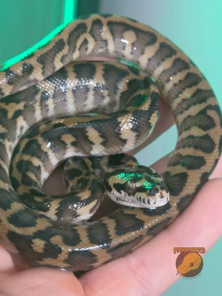 Pure F5 Irian Jaya / Papuan