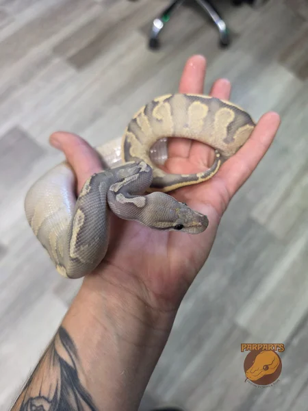 Ghi, Chocolate, Fire, Hypo