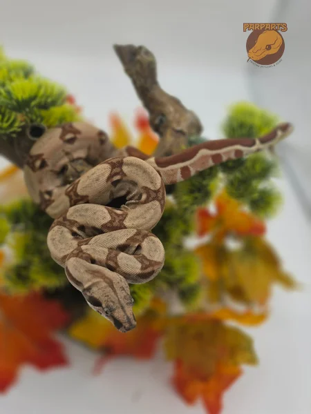 Pastel, Hypo, Boa