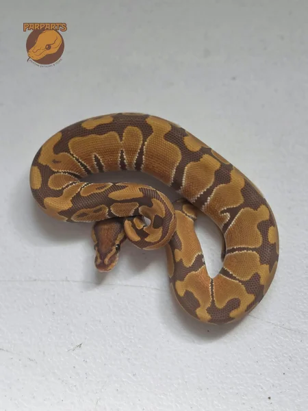 Red Gene, Blade, Ultramel, het Clown