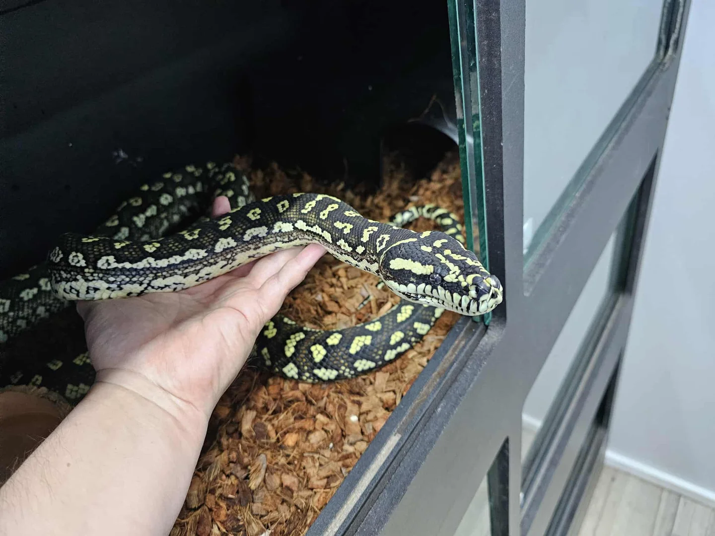 Diamond/Jungle, Jag, Carpet Python | Other Carpet Pythons | ReptileAds