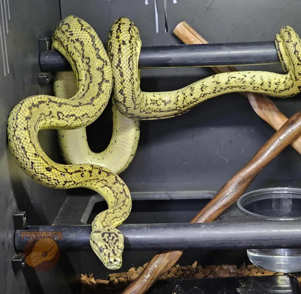 Diamond/Jungle, Caramel, Zebra, Jag, Carpet Python