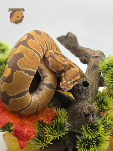 Red Gene, Blade, Ultramel, het Clown