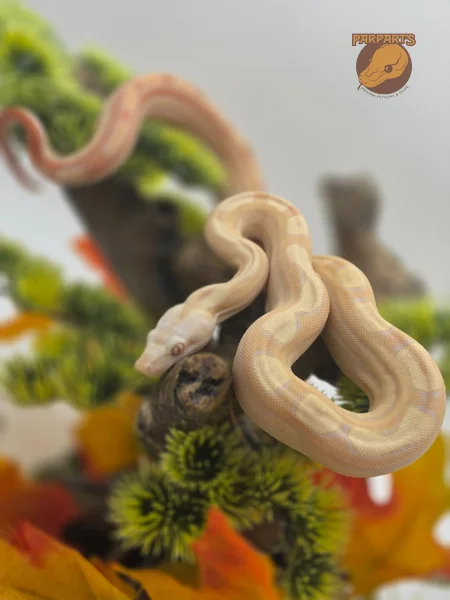 Albino (khal), Key West, Motley, Pastel, Boa