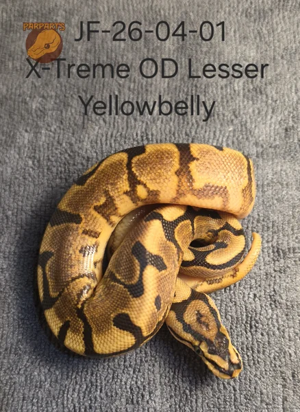 X-treme OD YB Spider