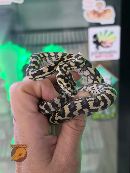 Ocelot, Wow line cross