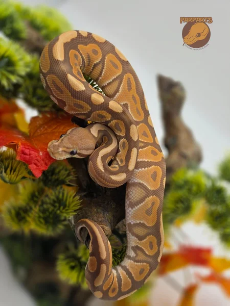 Cinnamon, Yellow Belly, Ultramel, 50% het Clown, 50% het Hypo