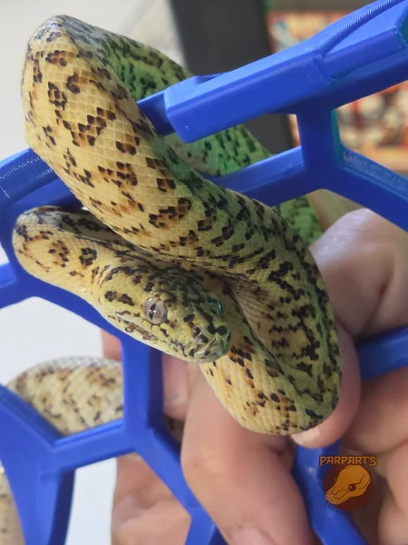 WOW line Jungle, Caramel, Zebra, Jaguar, Carpet Python