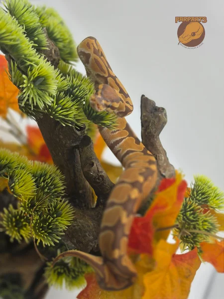 Blade, Ultramel, het Clown
