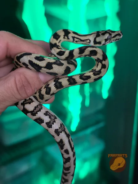 Jungle Jag, Wow line cross