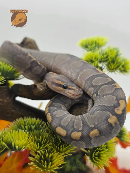 Super GHI, Hypo, POS Chocolate