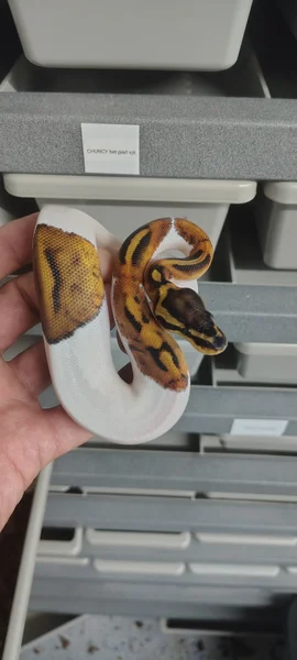 A really beautiful and really sweet Pied female looking for a forever home