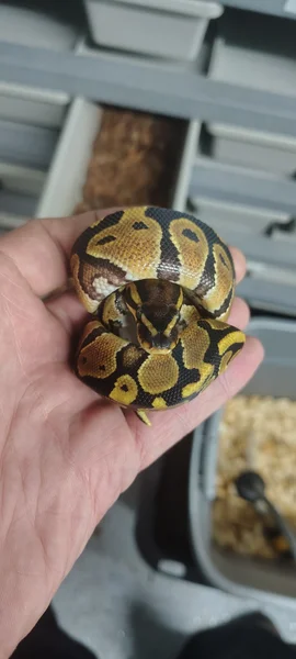 This is a gorgeous little girl and is really good eater