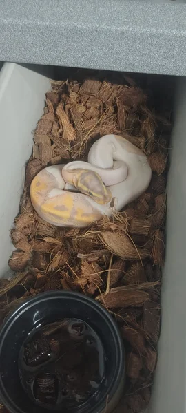 Beautiful Banana Pied Male ball python looking for a forever home