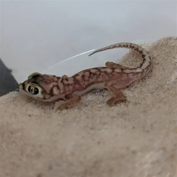 Animal WF-2504
