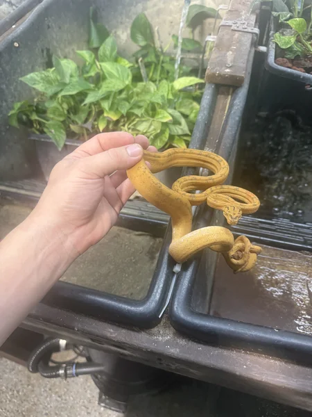 Solid yellow Amazon tree boa