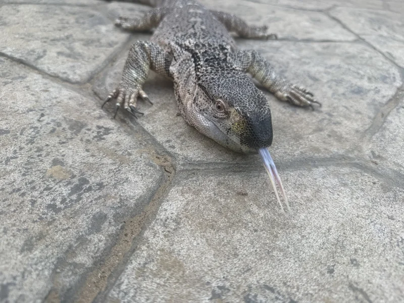 Tamed Black throat monitor 