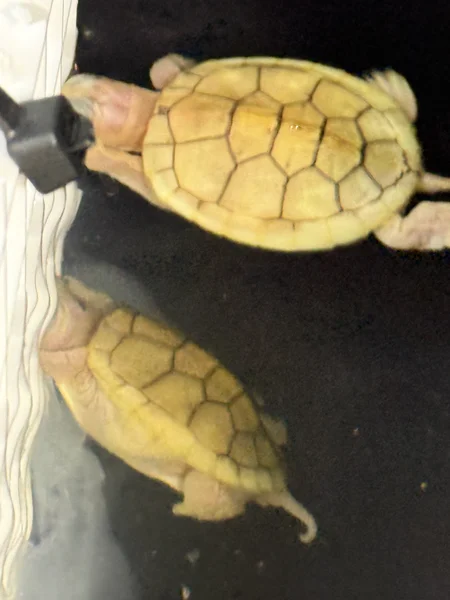 Caramel albino red eared slider