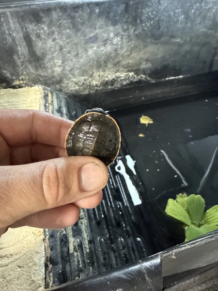Pink bellied side neck turtle 