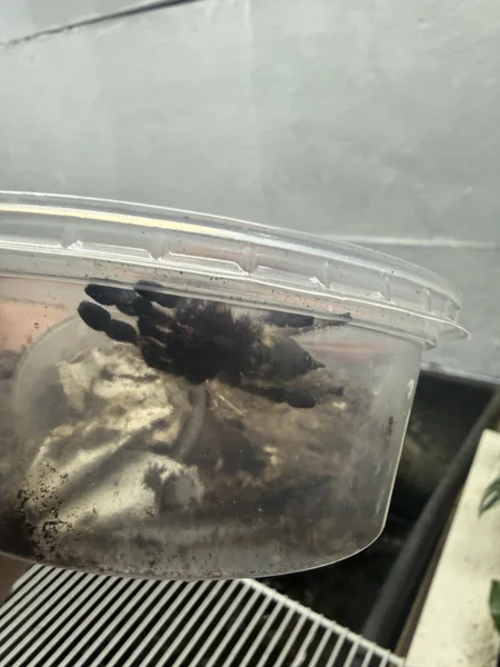 Gooty saphire tarantula 