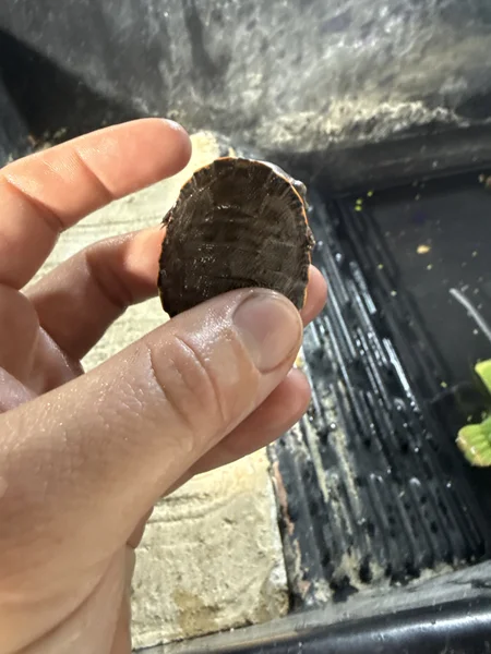 Geoffrey side neck turtles 