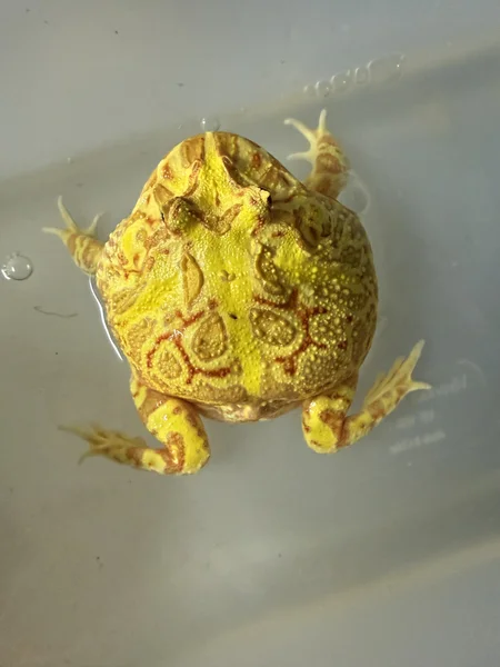 PAC man frog 