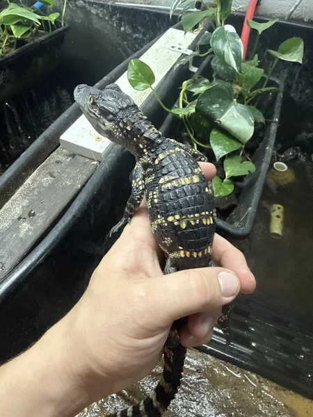 2025 American alligators 
