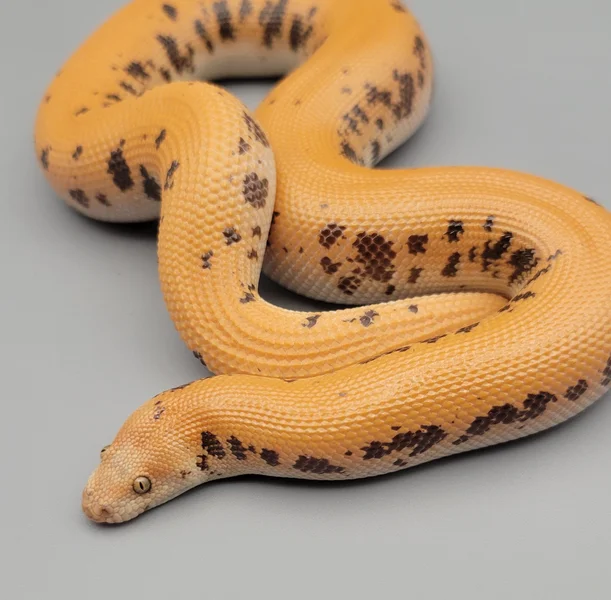 GX Paint, proven breeder 