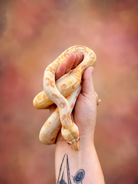 Kahl Leopard het Anery