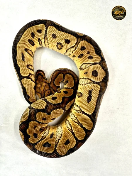 0.1 YellowBelly Clown