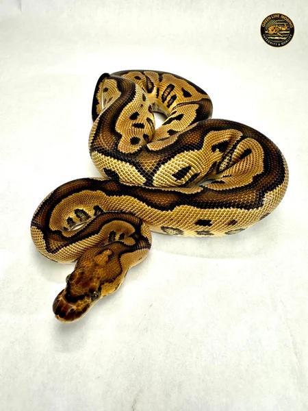 0.1 Leopard YB Clown 
