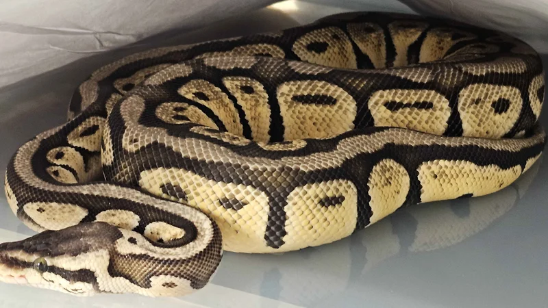 Super Pastel Hypo
