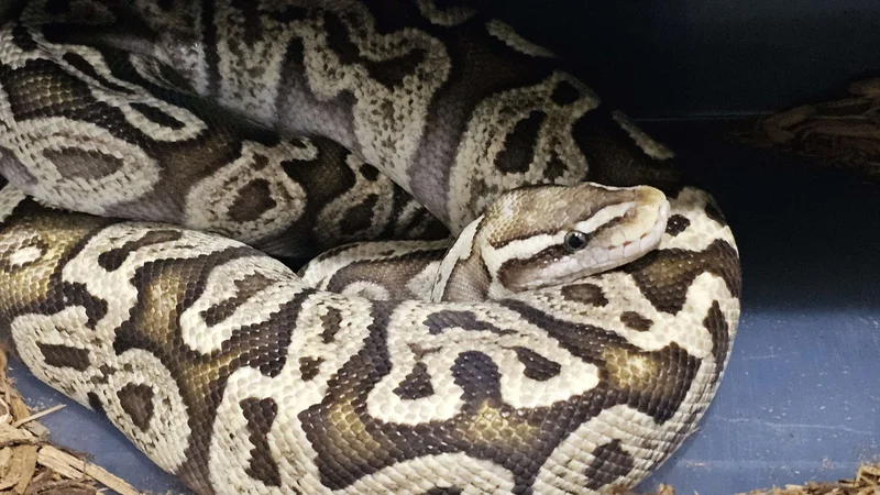 Pastel Ghi Het Genetic Stripe