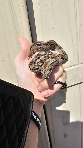 Tarahumara Dwarf Boa
