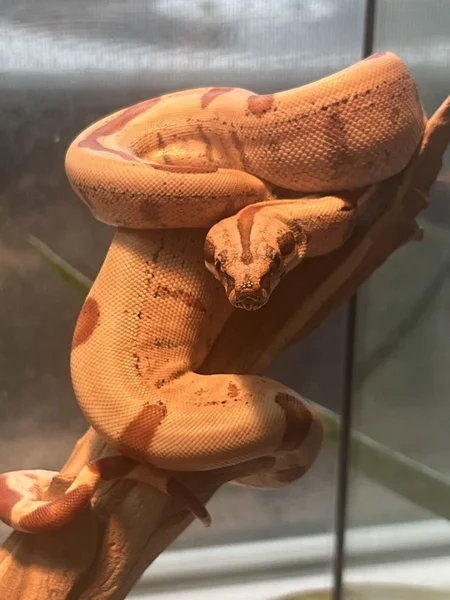 BI Hypo Jungle