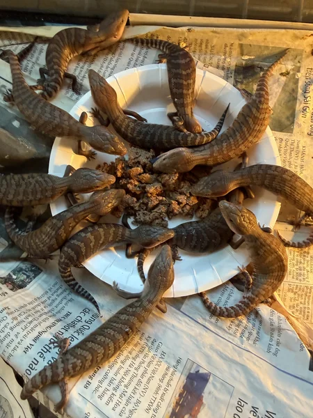 northern blue-tongued skinks