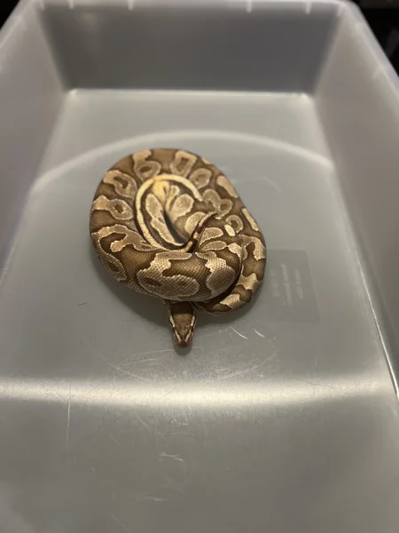 Fire Cinnamon het Clown 