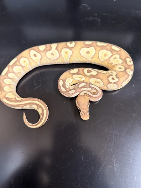 Peanut
