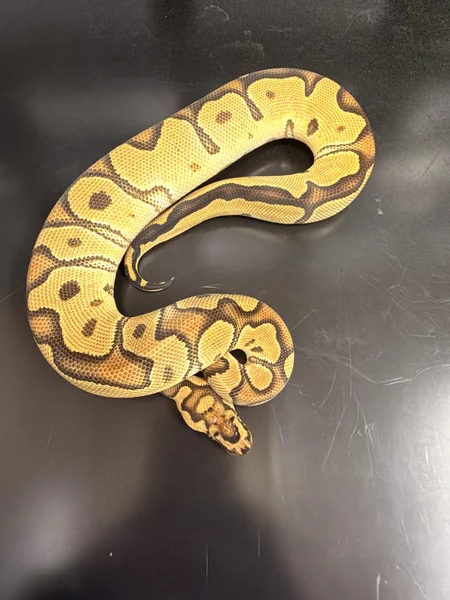 Kaa
