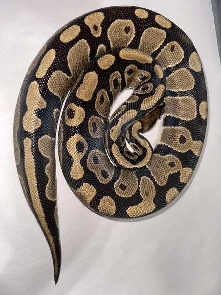 Hudini