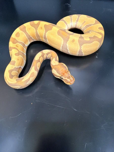 Aurura
