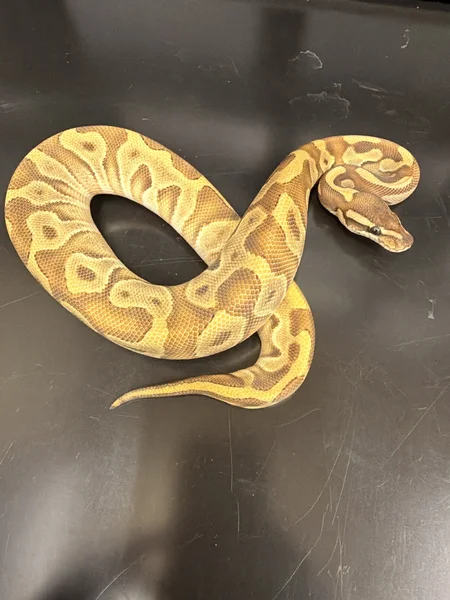 Smudge