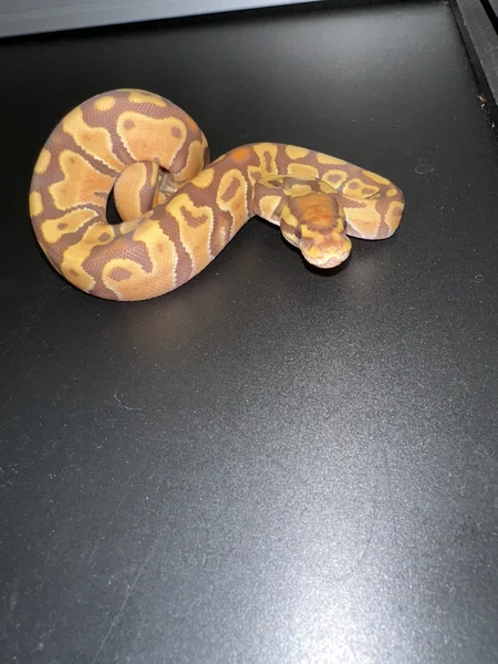 Sofia