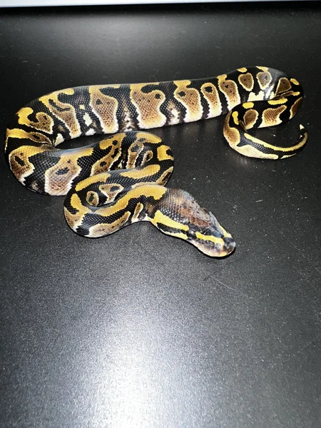 Buddy
